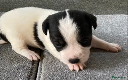 Jack Russell dogs for sale: 6 Jack Russell Puppies  - Advert 26
