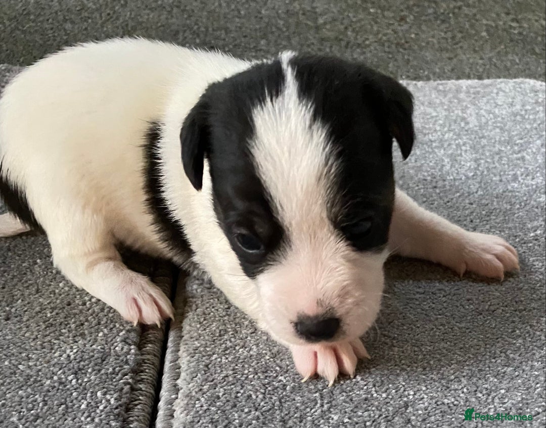 Jack Russell dogs for sale: 6 Jack Russell Puppies  - Advert 26