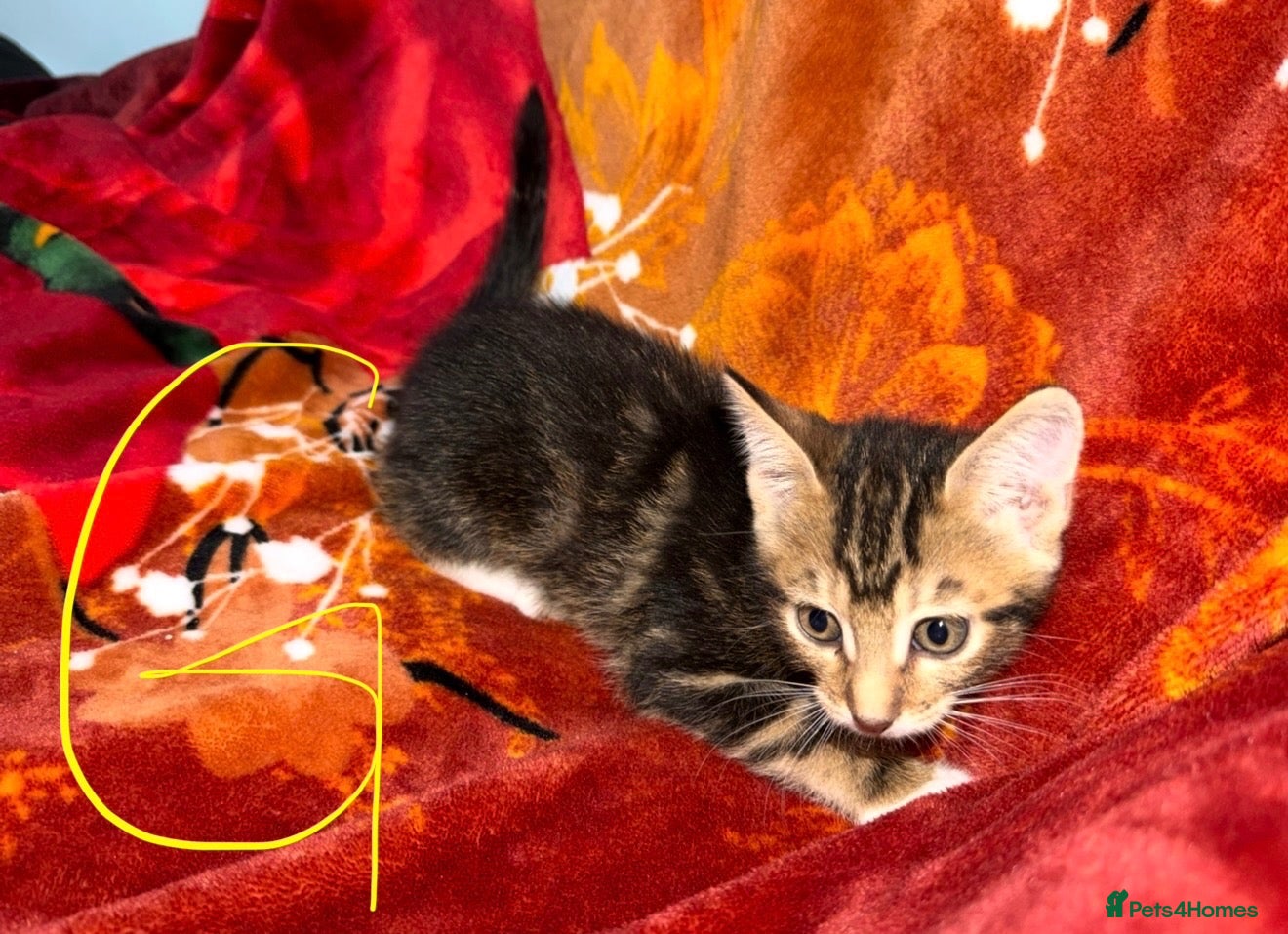 Mixed Breed cats  Kittens Looking for Loving Homes  - Advert 4