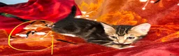 Mixed Breed cats for sale:  Kittens Looking for Loving Homes  - Advert 1