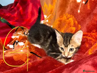 Mixed Breed cats Kittens Looking for Loving Homes - Advert 4
