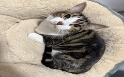 Mixed Breed cats for sale: Cats&kittens - Image 5