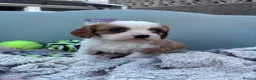 Cavalier King Charles Spaniel dogs for sale: Absolutely beautiful King Charles Cavalier puppies - Advert 3