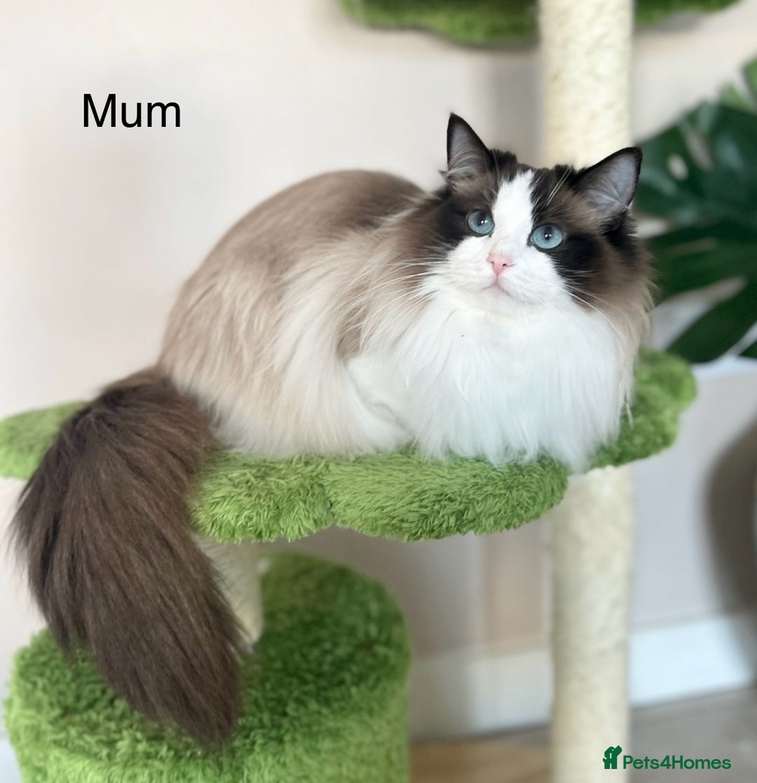 Ragdoll cats for sale: Beautiful Ragdoll kittens from Champion lines - Image 24