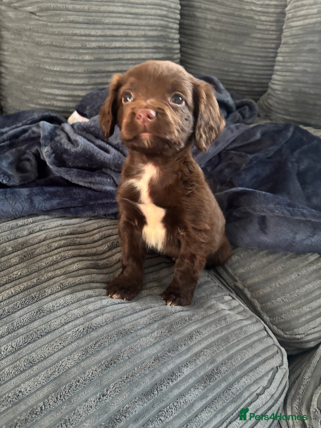 Mixed Breed dogs for sale: 1 male sprocker for sale  - Advert 1