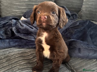 Mixed Breed dogs 1 male sprocker for sale - Advert 1