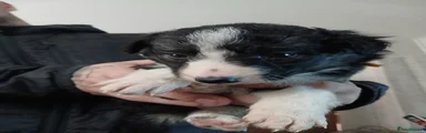 Border Collie Puppy 7