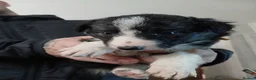 Border Collie dogs for sale: 1 beautiful boy left - Advert 15