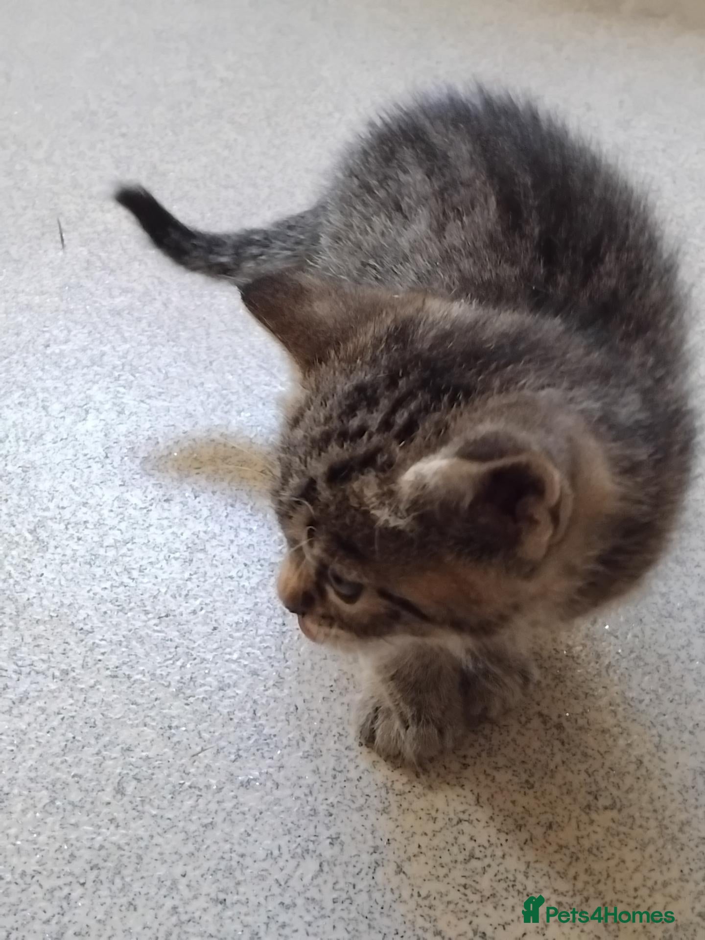 Mixed Breed cats Lovely Bengal x kitten for sale. - Advert 2