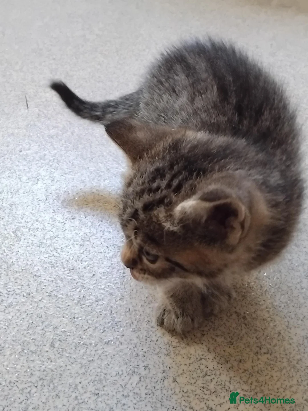 Mixed Breed cats for sale: Lovely Bengal x kitten for sale. - Advert 1