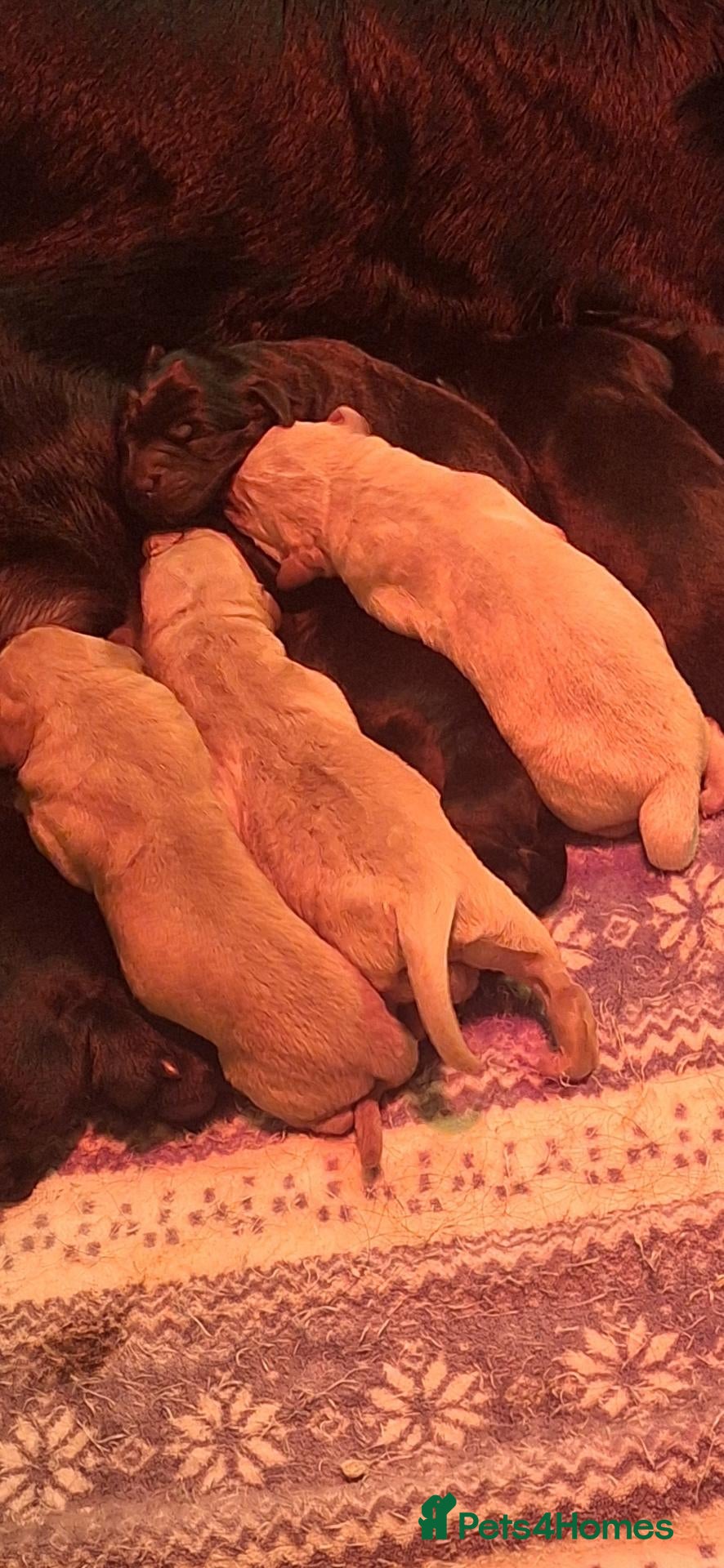 Labrador Retriever dogs Labrador Pups from Championship Lines - Advert 3