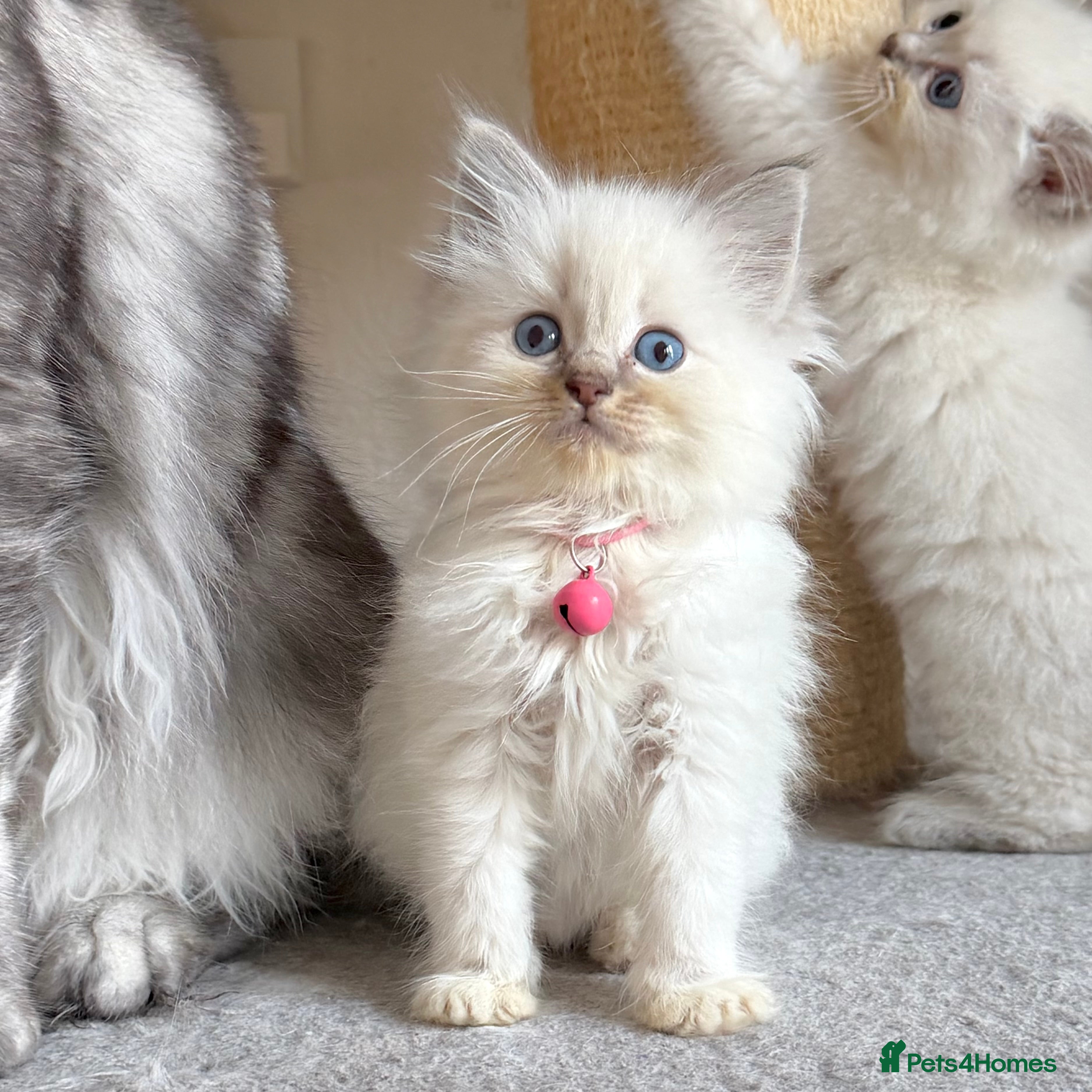 Ragdoll cats Last Girl Left - Gentle, Affectionate Kittens - Advert 6