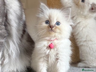 Ragdoll cats Last Girl Left - Gentle, Affectionate Kittens - Advert 6