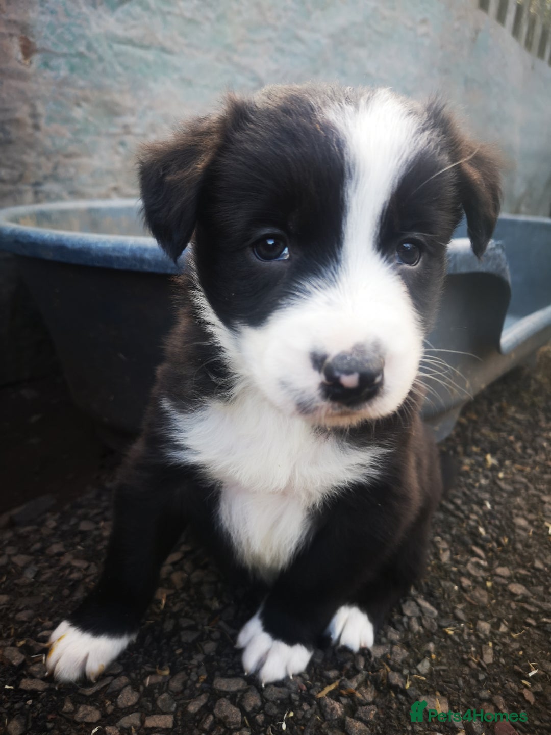 Border Collie dogs for sale: Beautiful Fluffy Collie Puppies  - Image 33