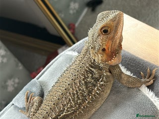 Bearded Dragon reptiles Bearded dragon - Advert 9