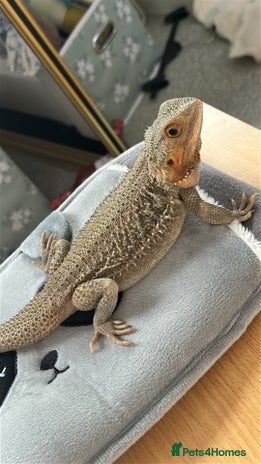 Bearded Dragon reptiles - Advert 16