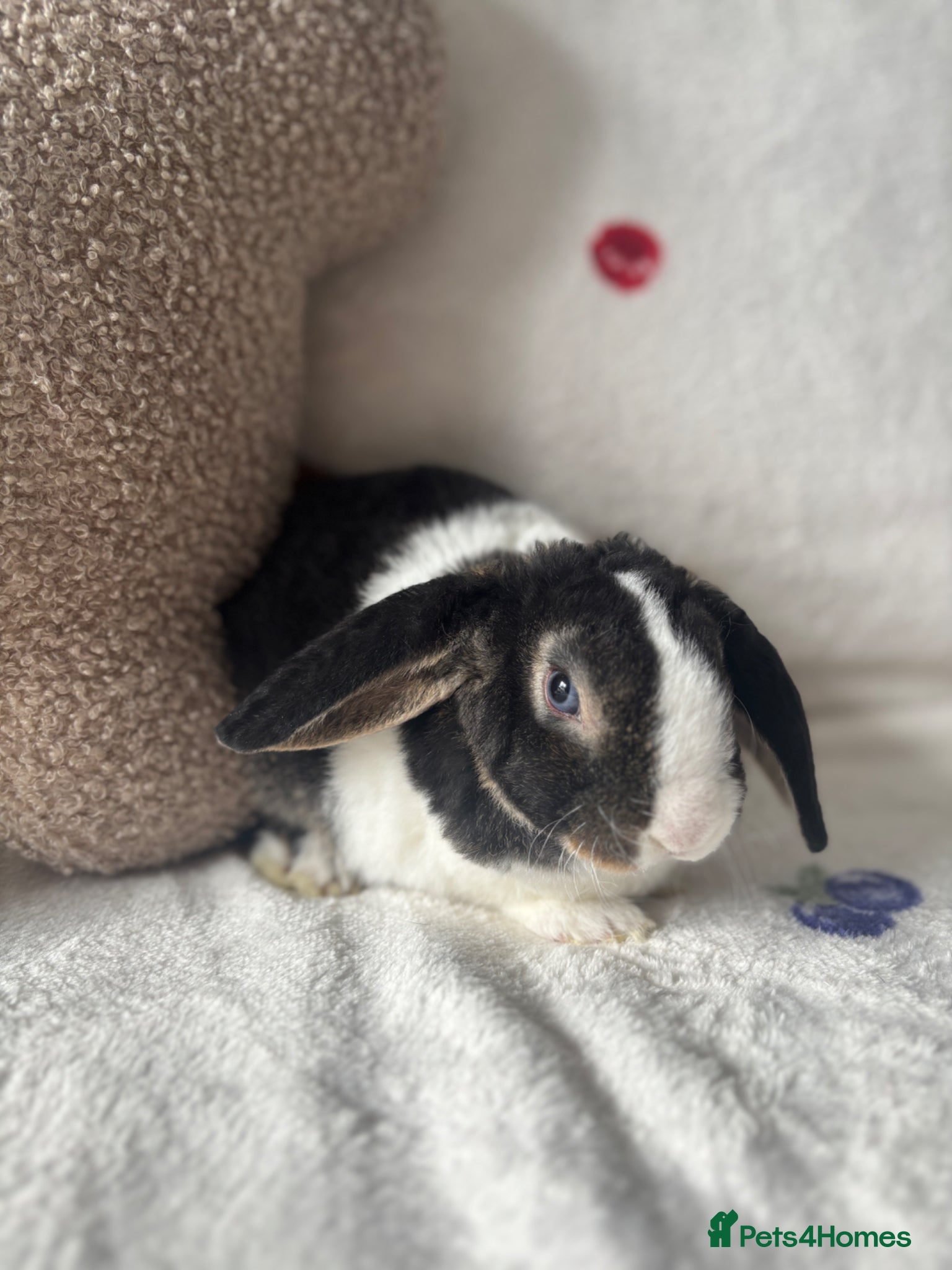 Mini Lop rabbits ✨Mini plush lop babies available to reserve ✨ - Advert 6