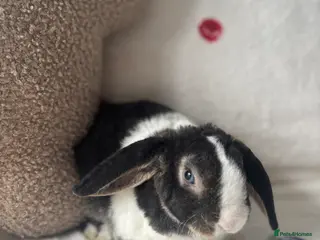 Mini Lop rabbits ✨Mini plush lop babies available to reserve ✨ - Advert 6