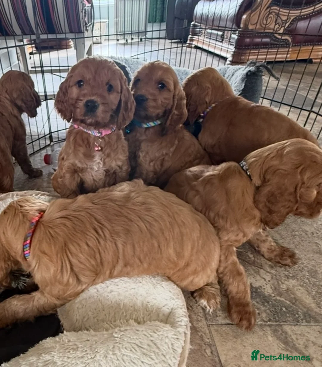 Cockapoo dogs for sale: Stunning Cockapoo Puppies  - Advert 2