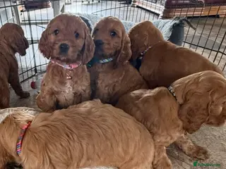 Cockapoo dogs Stunning Cockapoo Puppies - Advert 2