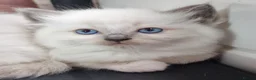 Ragdoll cats for sale: Gorgeous gccf reg Ragdoll kittens - Advert 1