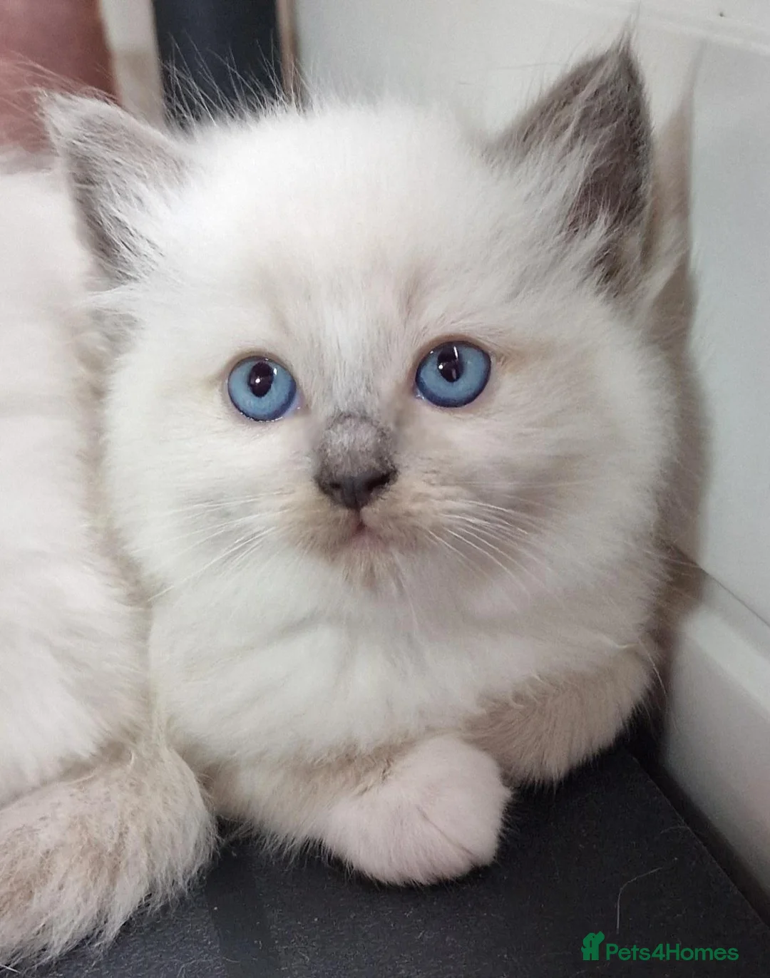 Ragdoll cats for sale: Gorgeous gccf reg Ragdoll kittens - Advert 1