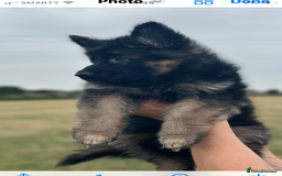 German Shepherd dogs for sale:  kc health tested long haired German shepherd pups - Image 16