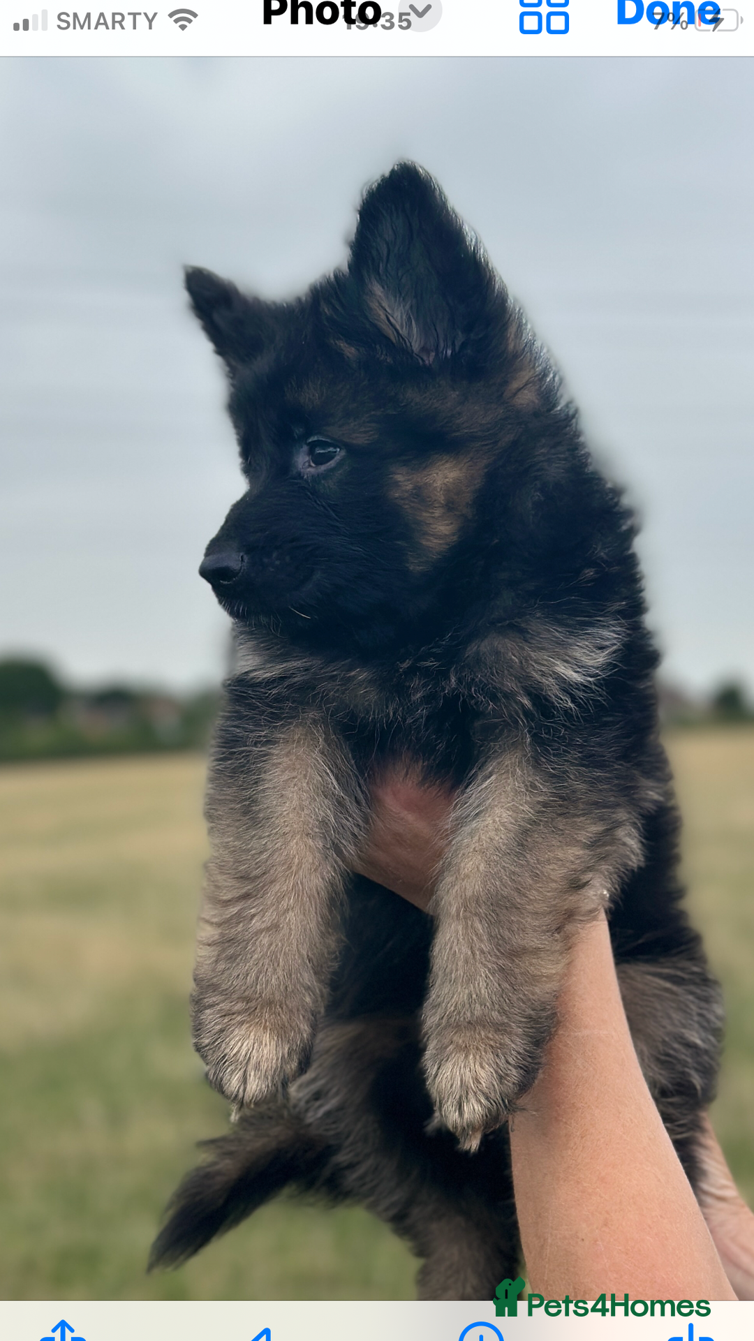 German Shepherd dogs for sale:  kc health tested long haired German shepherd pups - Image 16