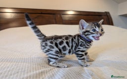 Bengal cats for sale: 🖤🤎 Gorgeous Bengal Kittens 🤎🖤 - Image 11