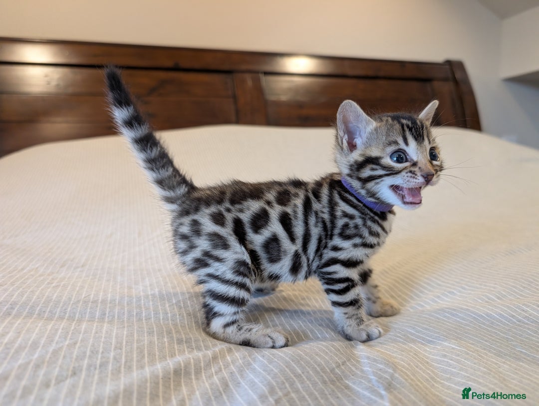 Bengal cats for sale: 🖤🤎 Gorgeous Bengal Kittens 🤎🖤 - Image 11