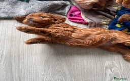 Cavapoo dogs for sale: Cavapoo Puppies  - Image 6