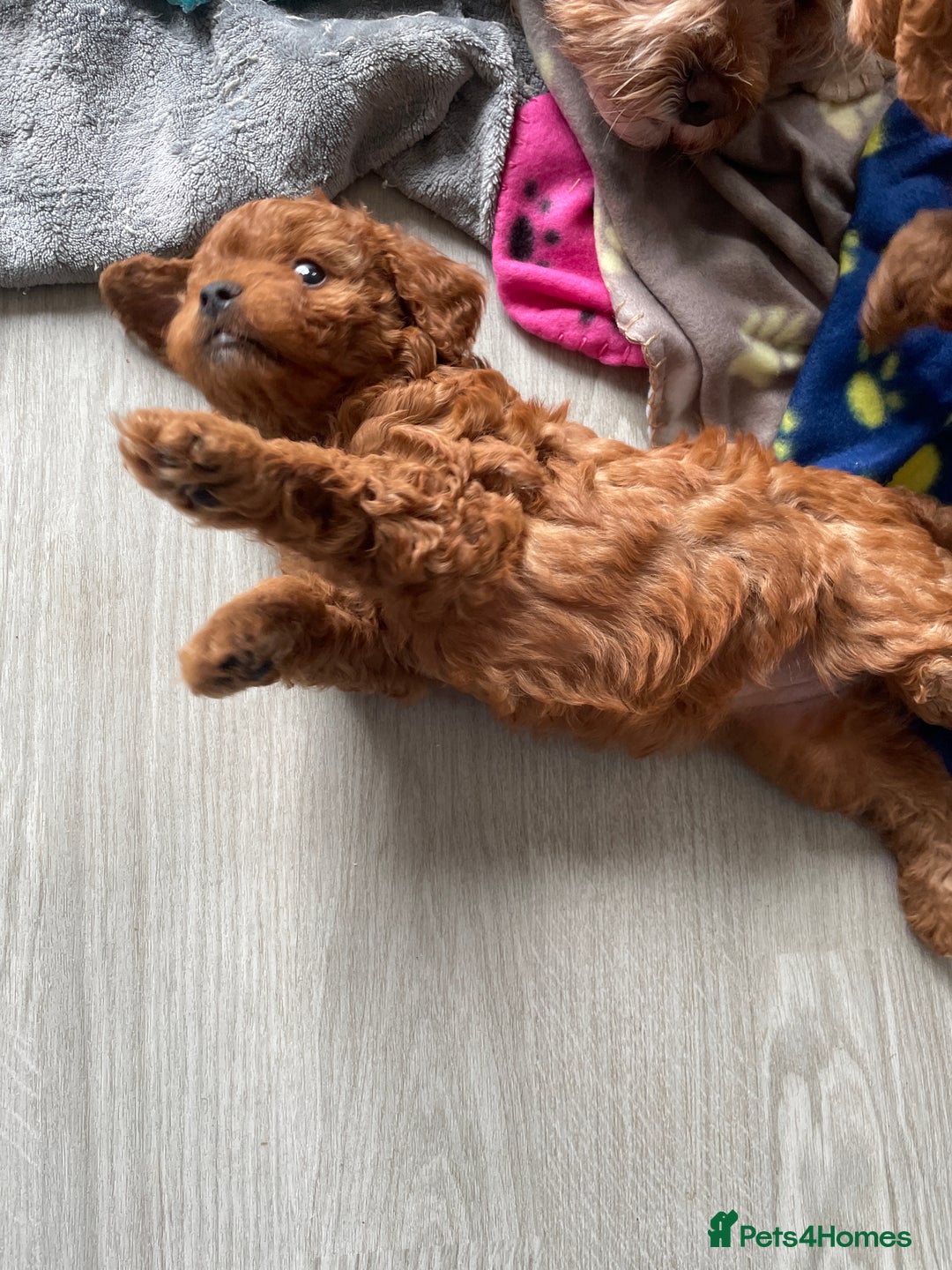 Cavapoo dogs for sale: Cavapoo Puppies  - Image 6