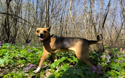 Mixed Breed dogs for adoption: 💖🐶 BARBIE 🐶💖 - Image 18