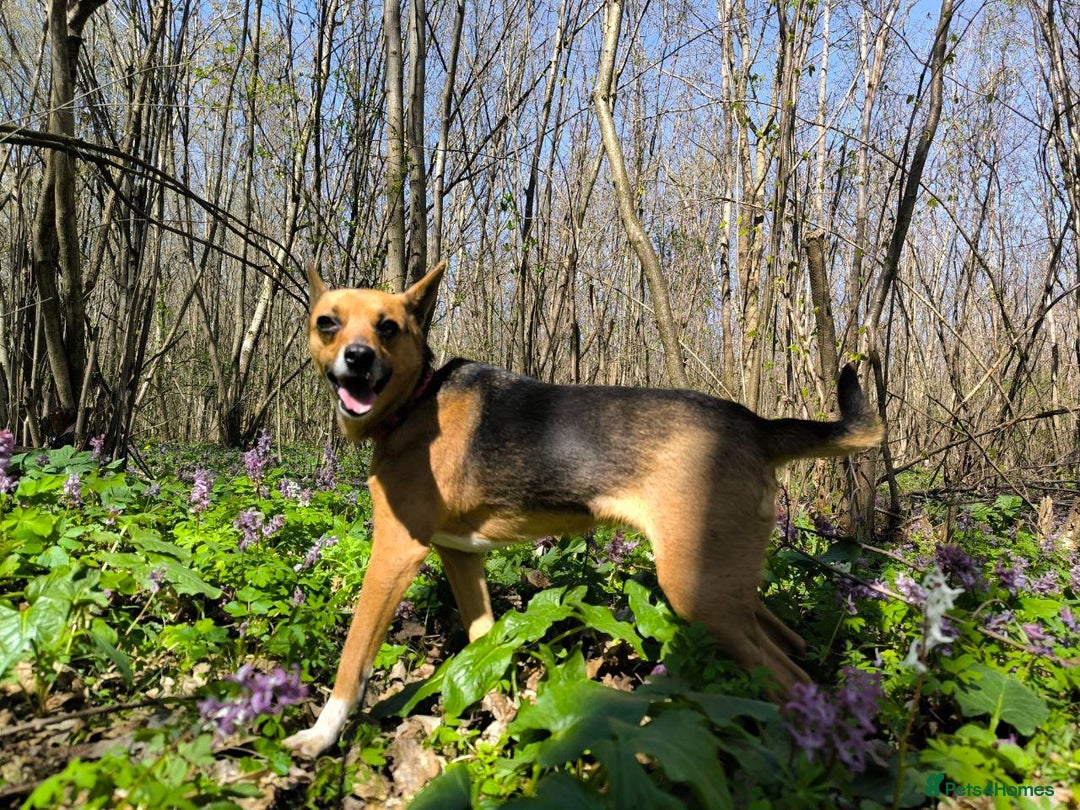 Mixed Breed dogs for adoption: 💖🐶 BARBIE 🐶💖 - Image 18