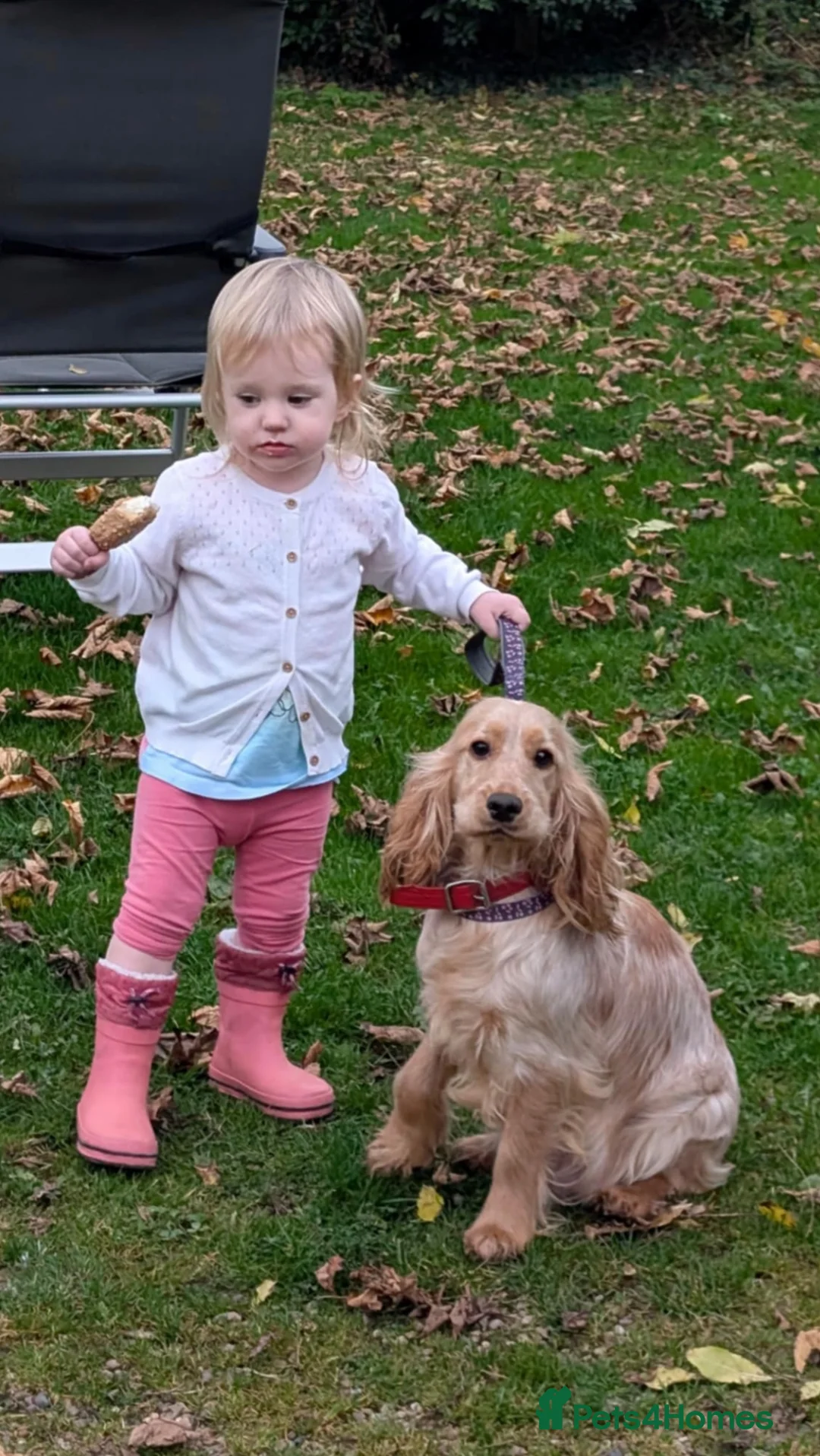 Cockapoo dogs for sale: Gorgeous cockapoo puppies  - Advert 16