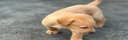 Labrador Retriever dogs for sale: KC REGISTERED LABRADOR PUPPIES - Advert 9