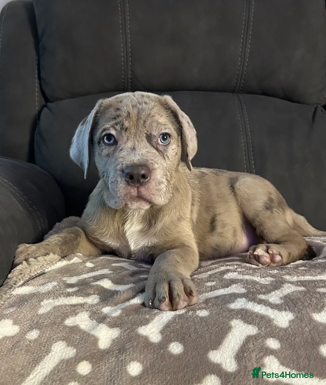 Cane Corso dogs for sale: Cane corso champion bloodline pups  - Advert 12