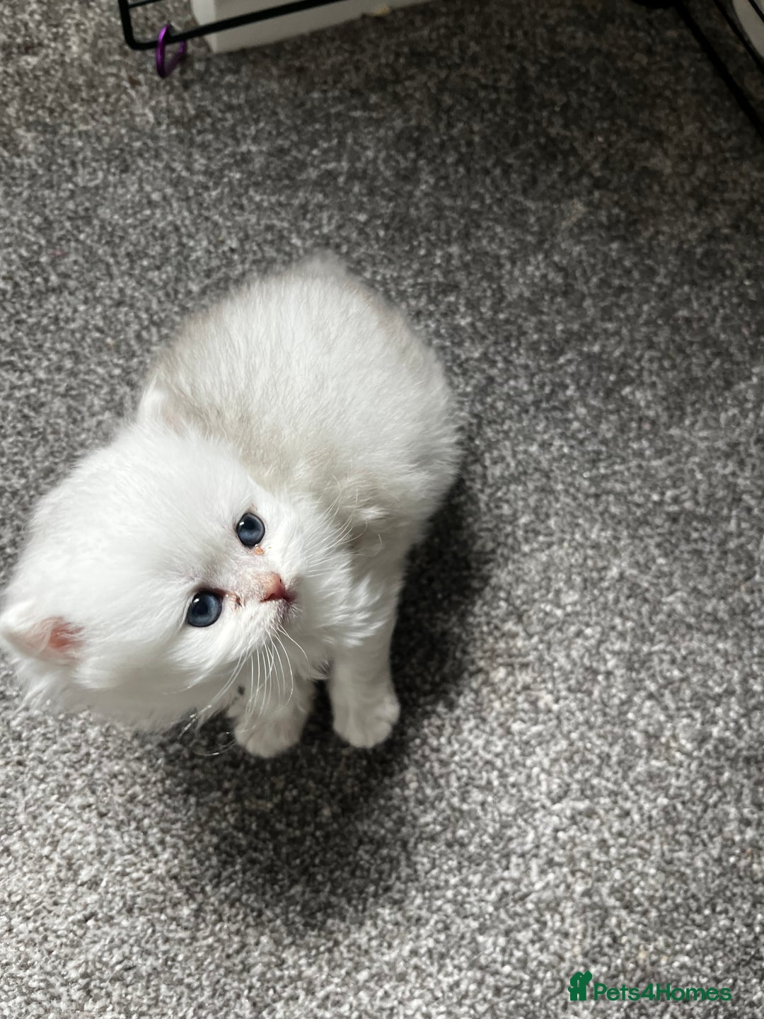 British Longhair cats for sale: ✨ Three adorable British Short/longhair kittens  - Image 12
