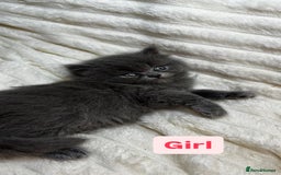 British Longhair cats for sale: British Long/Short Hair Adorable Kittens - Advert 16