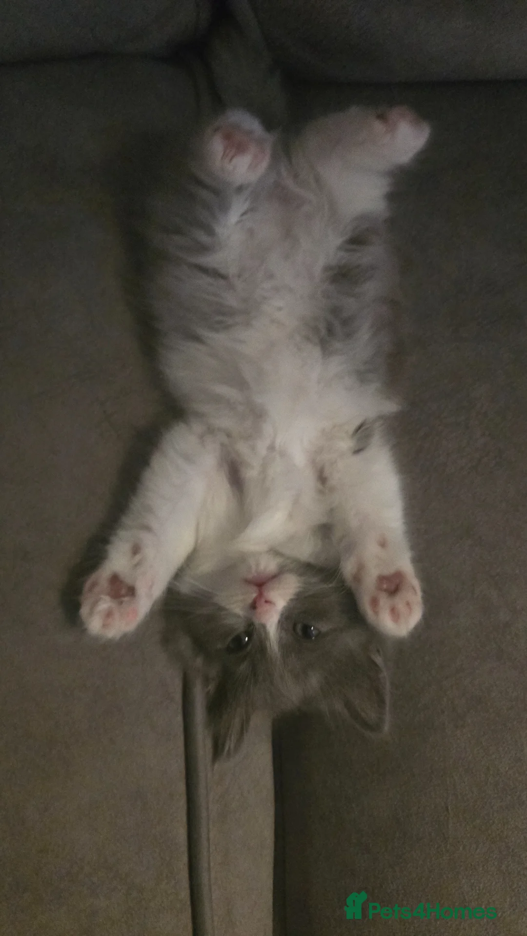 Ragdoll cats for sale: 4 gorgeous kittens available - ready now - Advert 16