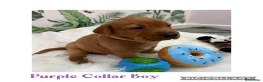 Labrador Retriever Puppy 4
