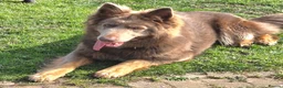 German Shepherd dogs for sale: Isabella german shepherd puppies  - Advert 10