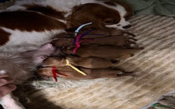 Cavapoo dogs for sale: Tiny deep red toy cavapoo,dna health clear parents - Image 1