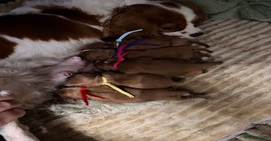 Cavapoo dogs - Advert 16