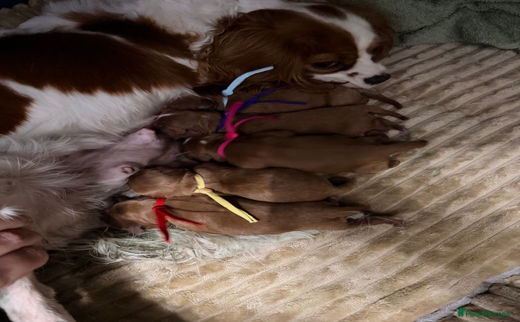 Cavapoo dogs - Advert 1