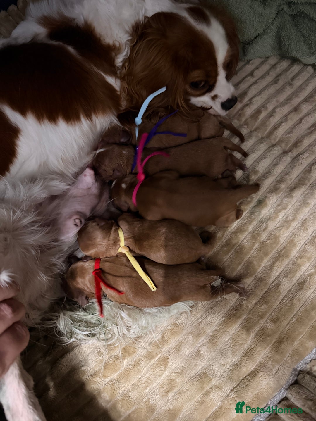 Cavapoo dogs for sale: Tiny deep red toy cavapoo,dna health clear parents - Image 1
