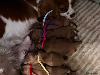 Cavapoo dogs - Advert 1