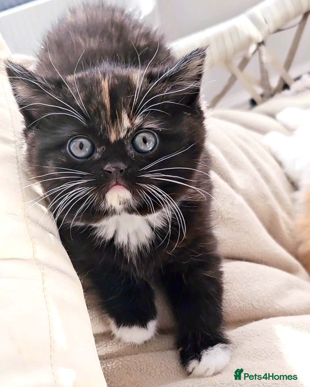 British Shorthair cats for sale: Lovely BSH/BLH Kittens Ready For New Home - Advert 38