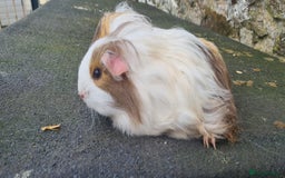 Guinea Pig rodents for sale: Pair of female sheltie Guinea pigs  - Advert 7
