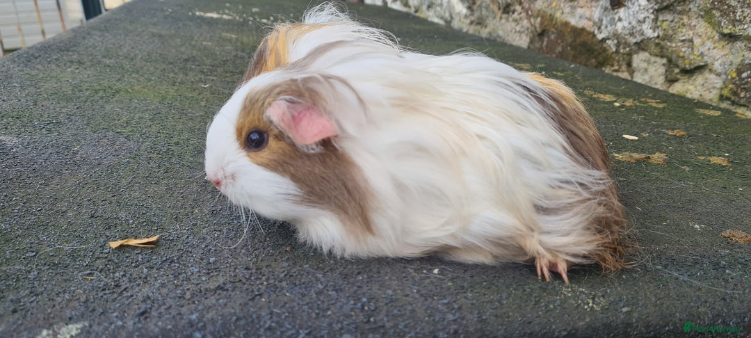 Guinea Pig rodents for sale: Pair of female sheltie Guinea pigs  - Advert 7